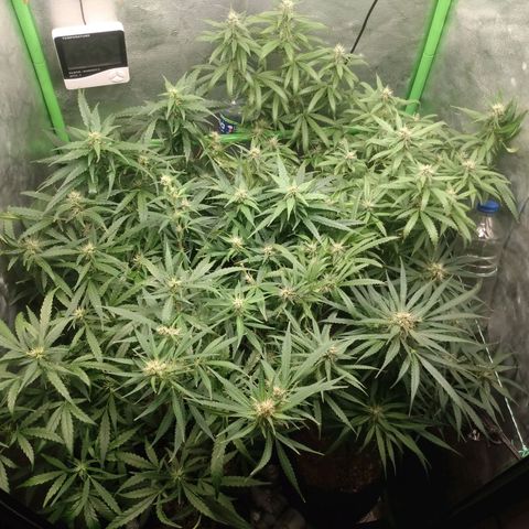 Prensado vira flor  growlog timeline photo
