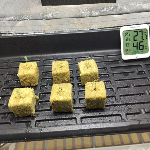 Tropical Berry growlog timeline photo
