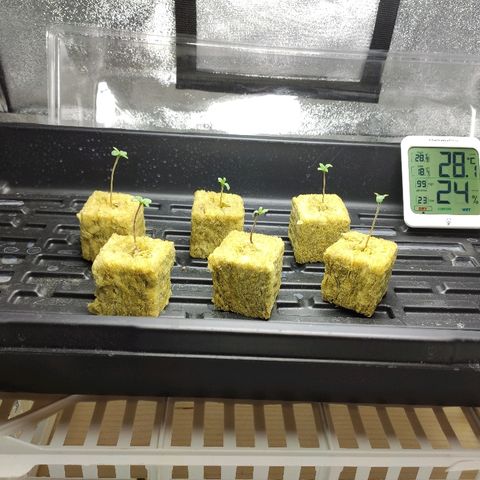 Tropical Berry growlog timeline photo