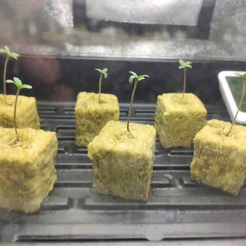 Tropical Berry growlog timeline photo