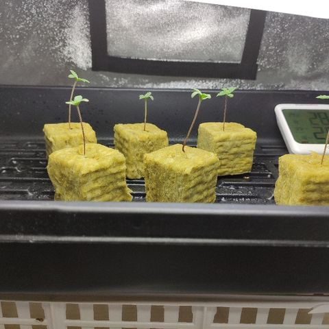 Tropical Berry growlog timeline photo