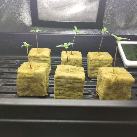 Tropical Berry growlog timeline photo