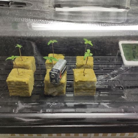 Tropical Berry growlog timeline photo