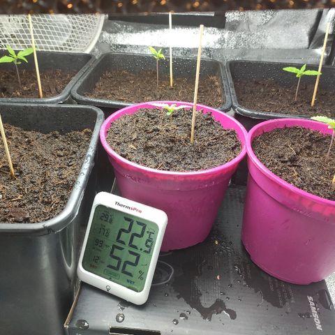 Tropical Berry growlog timeline photo
