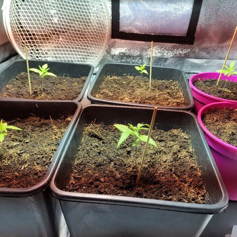 Tropical Berry growlog timeline photo