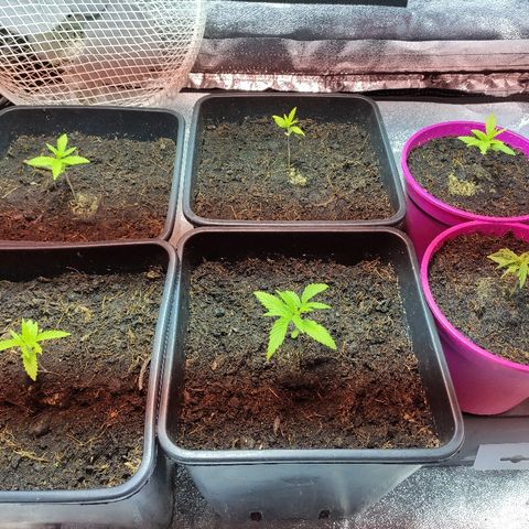 Tropical Berry growlog timeline photo