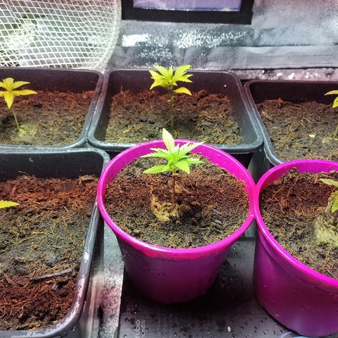 Tropical Berry growlog timeline photo