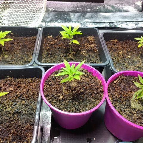 Tropical Berry growlog timeline photo