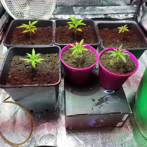 Tropical Berry growlog timeline photo