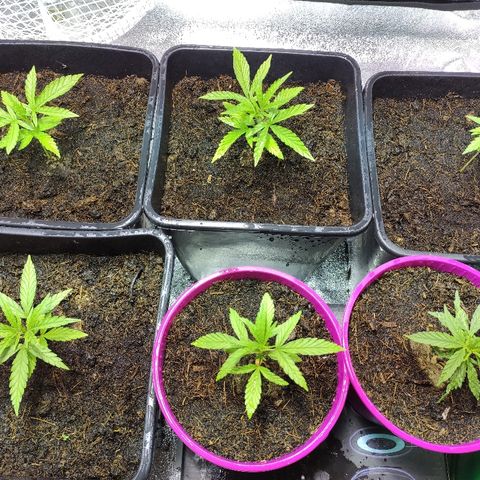 Tropical Berry growlog timeline photo