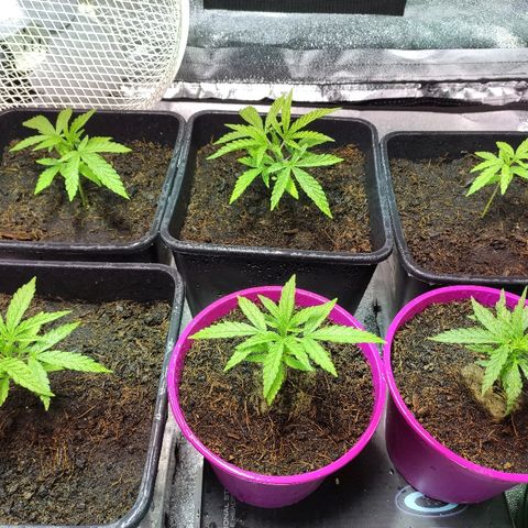 Tropical Berry growlog timeline photo