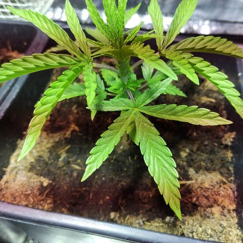 Tropical Berry growlog timeline photo