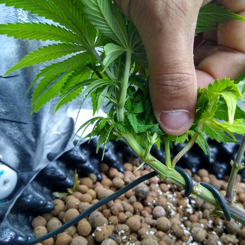 Widow growlog timeline photo