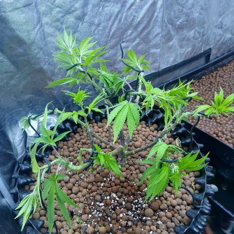 Widow growlog timeline photo