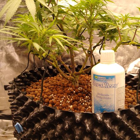 Widow growlog timeline photo
