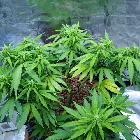 Widow growlog timeline photo