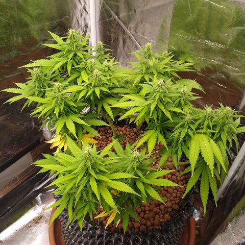 Widow growlog timeline photo