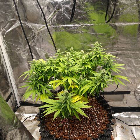 Widow growlog timeline photo