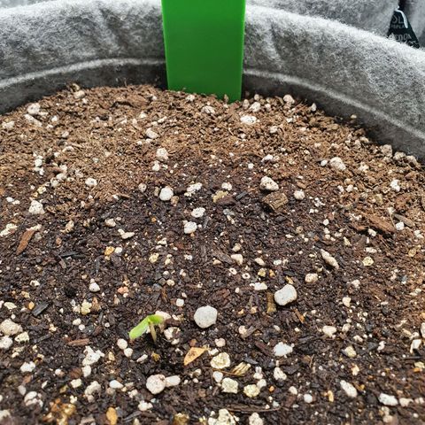 Jacques Autos growlog timeline photo