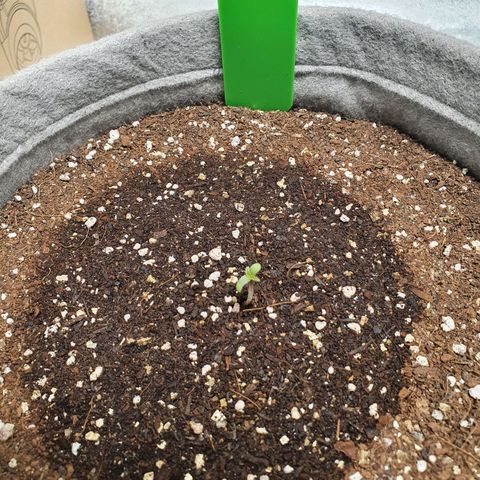 Jacques Autos growlog timeline photo