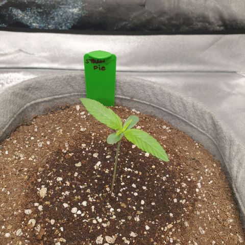 Jacques Autos growlog timeline photo