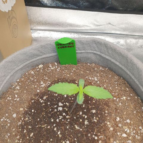Jacques Autos growlog timeline photo