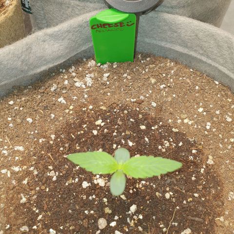 Jacques Autos growlog timeline photo