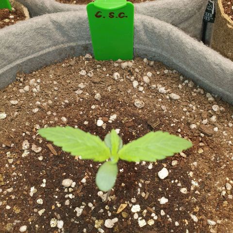 Jacques Autos growlog timeline photo