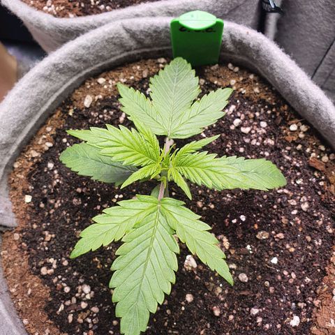Jacques Autos growlog timeline photo