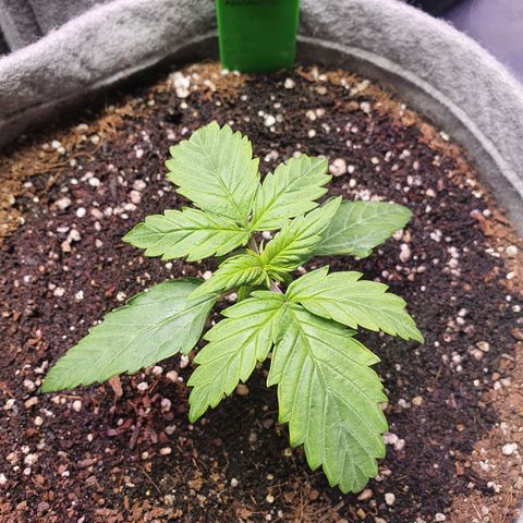 Jacques Autos growlog photo: Start of the 3rd week
