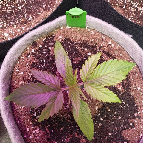 Jacques Autos growlog timeline photo