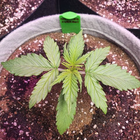 Jacques Autos growlog timeline photo