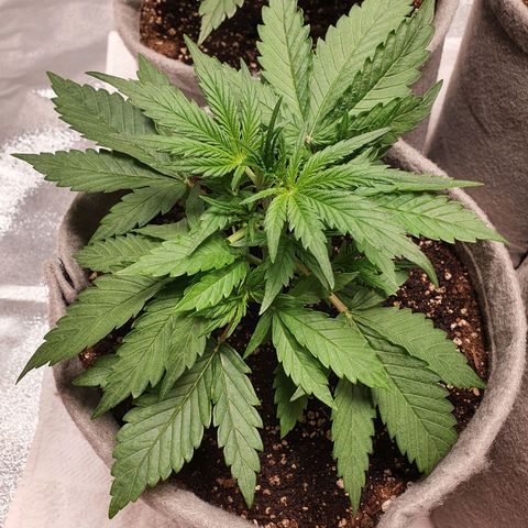 Jacques Autos growlog timeline photo