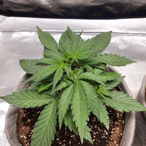 Jacques Autos growlog photo: End of week 3