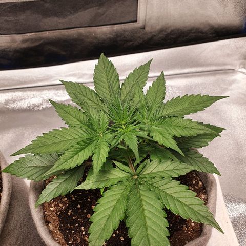 Jacques Autos growlog photo: End of week 3