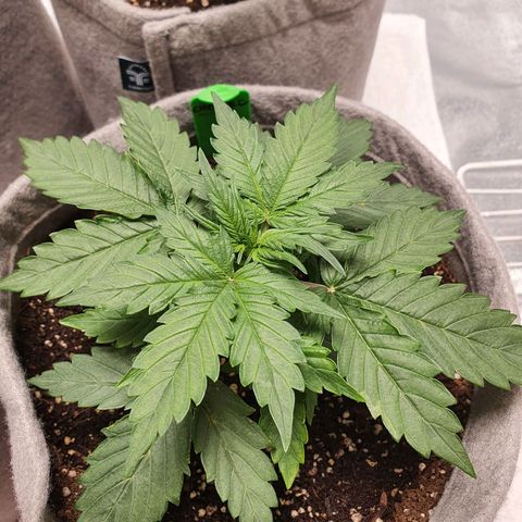 Jacques Autos growlog photo: End of week 3