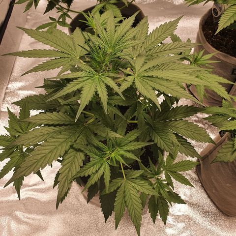 Jacques Autos growlog timeline photo