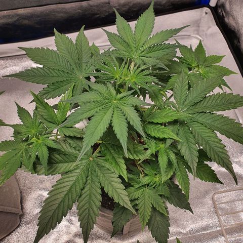 Jacques Autos growlog photo: 4 weeks old.