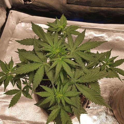 Jacques Autos growlog photo: 4 weeks old.