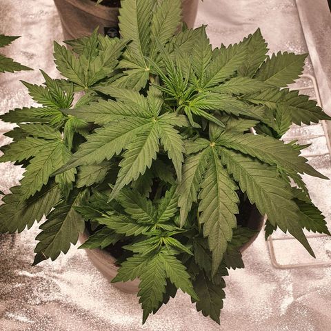 Jacques Autos growlog photo: 4 weeks old.