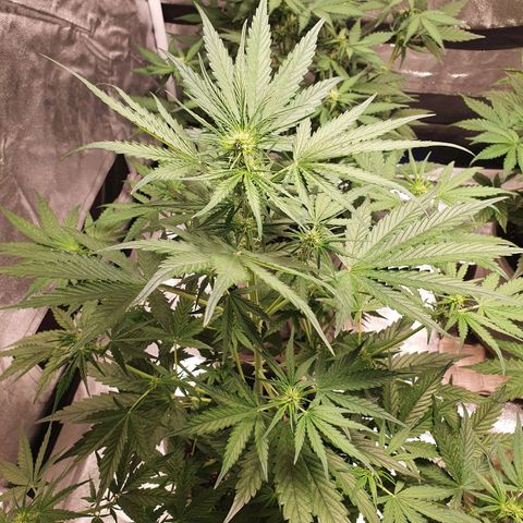 Jacques Autos growlog timeline photo