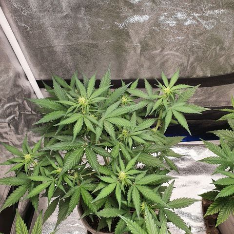 Jacques Autos growlog timeline photo