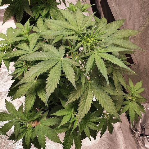 Jacques Autos growlog timeline photo