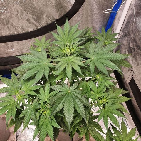 Jacques Autos growlog timeline photo