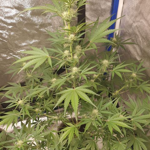 Jacques Autos growlog timeline photo