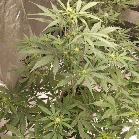 Jacques Autos growlog photo: End of week 6