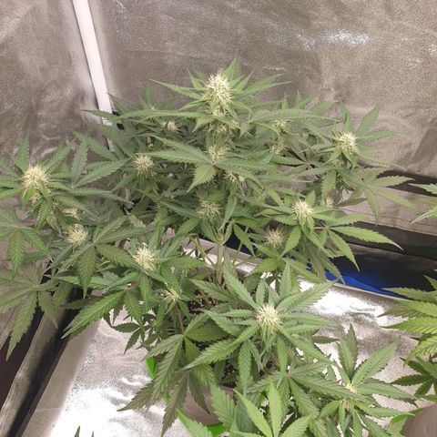 Jacques Autos growlog photo: End of week 6