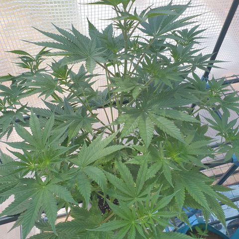 Jacques Autos growlog timeline photo