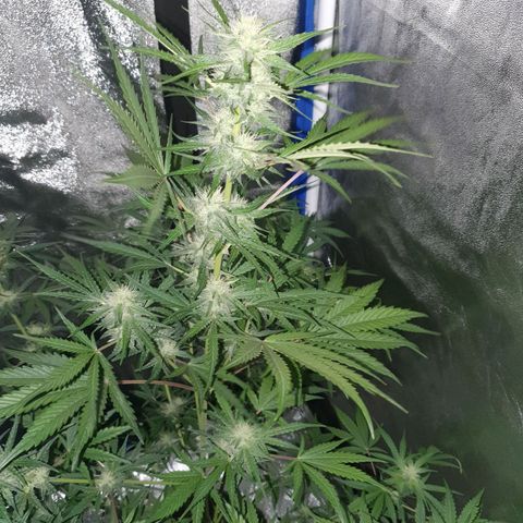 Jacques Autos growlog timeline photo