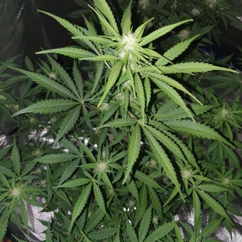 Jacques Autos growlog timeline photo